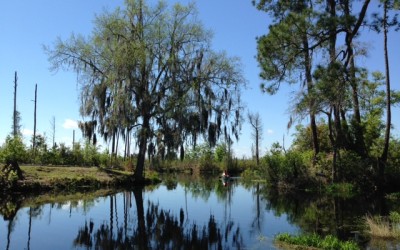 The New Landscape Of Okefenokee