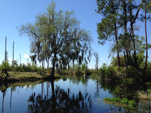 The New Landscape Of Okefenokee